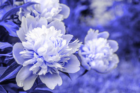 Bouquet of Purple violet Peonies closeup on a blurred green background. Beautiful fresh cut bouquet. Blooming spring garden , toned in color of the year 2022 very peri.の写真素材