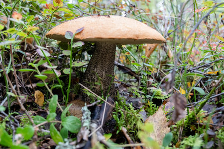 Close-up of a boletus edulis mushroom in the forest. Wallpapers, autumn, background .の写真素材