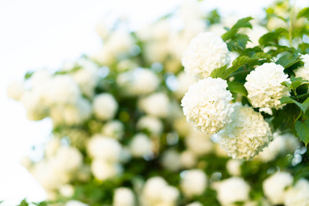 Blooming hydrangea of white color. Lush blooming, a great background for your design. Guelder rose (viburnum opulus, viburnum Boul de Neige) in spring garden.の写真素材