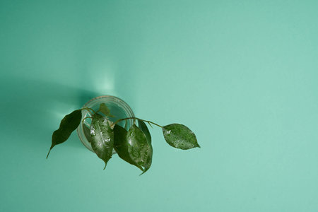 Ecological concept , a green branch on a light green background. The concept of ecology, energy,...