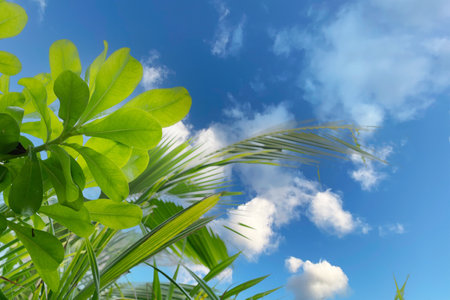 Palm leaves in a tropical forest overlook a radiant sea view, inviting relaxation.の写真素材