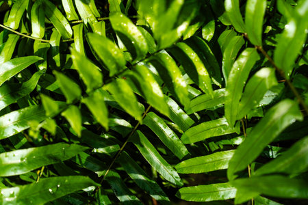 Lush green leaves add texture and depth to a vibrant tropical ecosystem.
