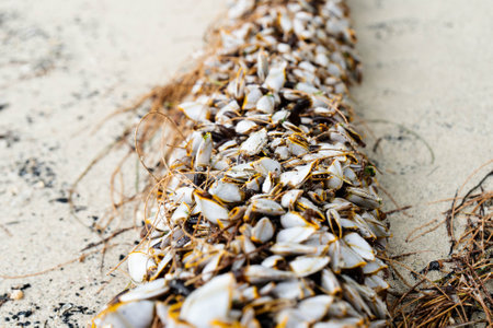 Mussels cluster on a piece of driftwood along a sandy tropical beach with receding tides.の写真素材