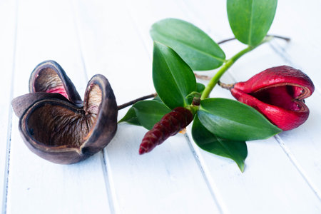 A dark seed pod lies beside a bright red flower and green leaves on a textured white surface.の写真素材