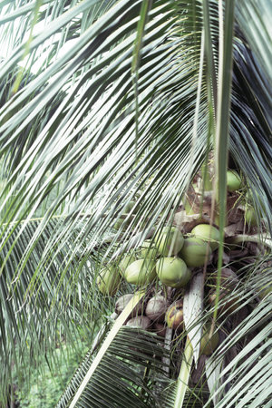 Coconuts clustered among green palm leaves create a vibrant tropical ambiance in Thailands jungle.の写真素材