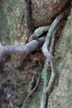 Roots and branches fuse together in a nourishing atmosphere filled with moisture and greenery.