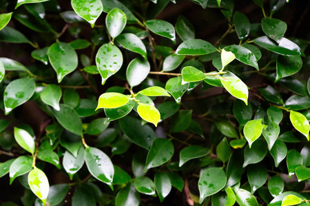 Vibrant green leaves glisten, highlighting a lush ecosystem that supports sustainability.