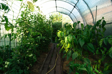 Vibrant plants thrive within a greenhouse, basking in summer sunlight, creating a serene escape.の写真素材