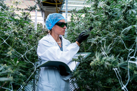 Focused technician examines cannabis plants while recording vital measurements in the greenhouse.の写真素材