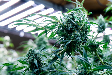 Green cannabis plants with rich buds grow under bright lights in a vibrant greenhouse.の写真素材