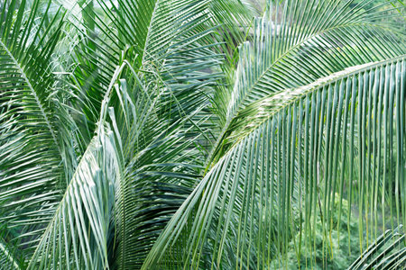Tropical palm leaves form a dense, green pattern typical of Thailands jungles.の写真素材