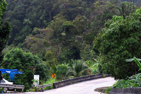A traveler rides a motorcycle along a winding road, surrounded by vibrant tropical greenery.の写真素材
