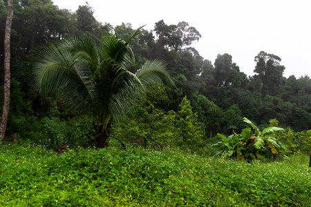 Journey through the dense greenery of Koh Phangan, where nature thrives in harmony.