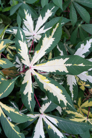 Close up of fresh and vibrant variegated leaves in summer garden. Bright and organic background showcases beauty of nature making ideal image for botanical health or environmental conceptsの写真素材