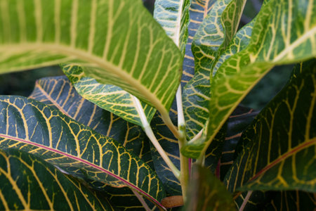 Exotic palm leaves display intricate textures and vibrant patterns, perfect for creative designs.の写真素材