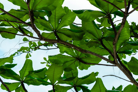 Bright background of tropical leaves on a Thai beach