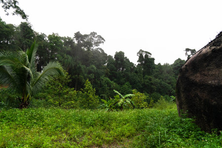 Lush jungle surrounds a winding road, showcasing the vibrant nature during the rain.の写真素材