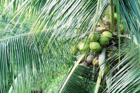 Vibrant palm leaves create a tropical atmosphere in Thailands jungles with coconuts hanging above.の写真素材
