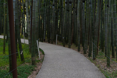A winding path meanders through dense bamboo groves, inviting travelers to discover the beauty of nature.の写真素材