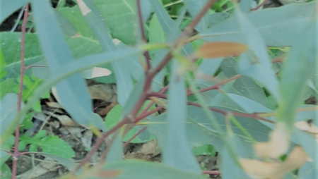 The branch of an ornamental plant distinctive olive green color with dark brown veins in the branchesの写真素材