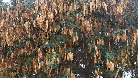 An ornamental tree with hanging  brown seeds and fingers ,and  its seeds surround its green leavesの写真素材