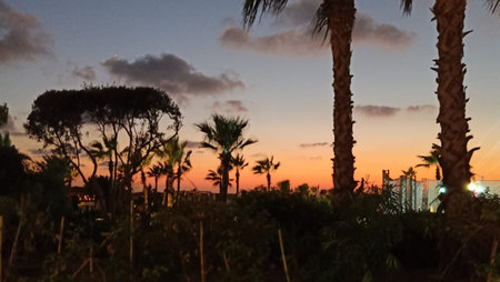 The sun set leaves the red twilight before night and stillness sets in ,adding its beauty to the palm trees ,trees and plantsの写真素材