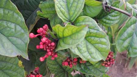 Red Viburnum opulus flowers and leaves in the gardenの写真素材