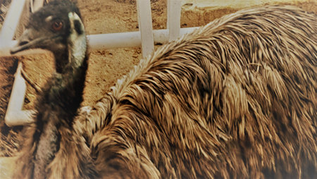 Ostrich in the paddock of an ostrich farm.の写真素材