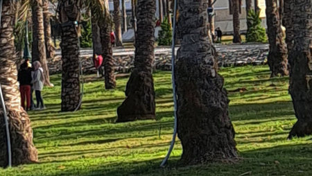 palm tree in the montazah park in Alexandriaの写真素材