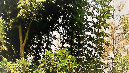 ornamental leaf plant  from Alexandria ontanydes park Egyptの写真素材