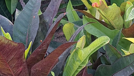 Close up of a lot of variegated green and red leaves
