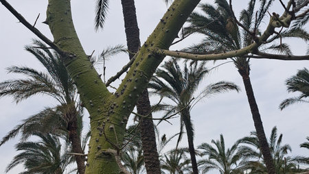 Palm trees in a park in Ibiza, Balearic Islands, Spainの写真素材