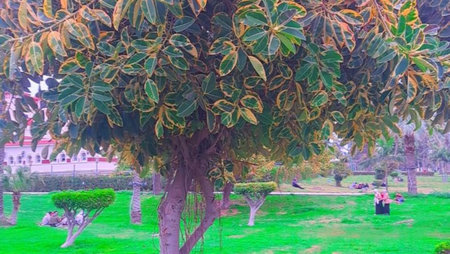 Beautiful green tree in the park at sunny day. Nature backgroundの写真素材