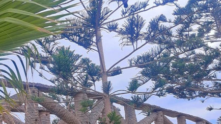 Tropical palm tree on blue sky background. Nature background.の写真素材
