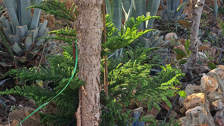 A close up shot of a cactus tree with green leaves.の写真素材