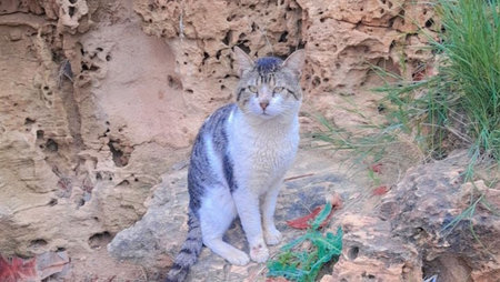 Cat on a rock, looking at the camera. Beautiful cat.の写真素材