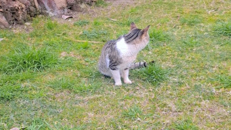 Domestic cat on the grass in the garden. Cat walking on the grass.の写真素材