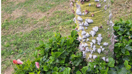 Coconut tree with green leaf and flowers in the garden.の写真素材