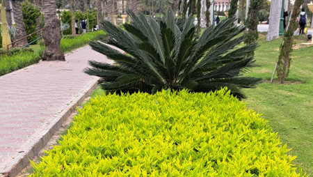 the pool of ornamental plants and the end of palms ornamental in Alexandria parkの写真素材