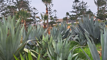 Aloe vera plants in botanical garden, Valencia, Spainの写真素材