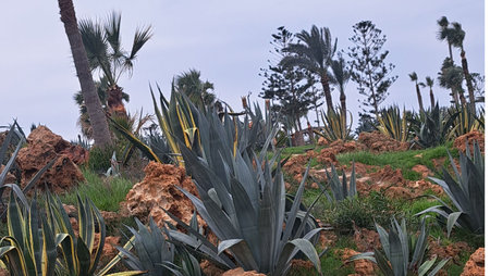 Aloe vera plants in botanical garden, Tenerife, Spainの写真素材