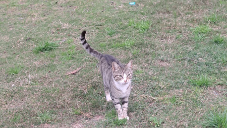 Domestic cat walking in the garden. Cat on the grass.の写真素材