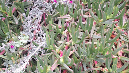 Cactus succulent plant in the garden. Close up of succulent plant.の写真素材