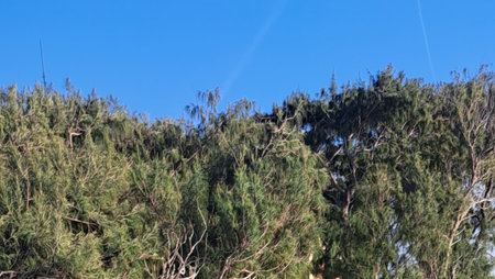 Crow sitting on top of a tree in the middle of the forestの写真素材