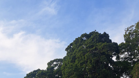 tree forest in Ontanyades park  under blue skyの写真素材