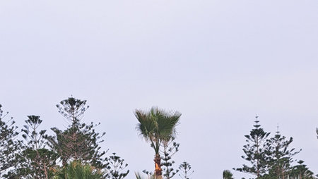 ornamental plant  in  mamora beach Alexandriaの写真素材