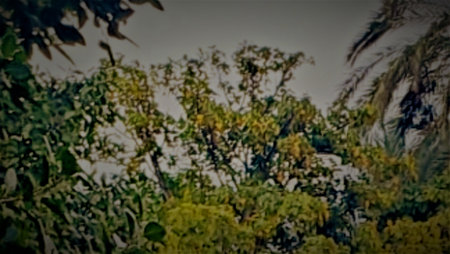 Abstract blurred background of green leaves and branches in the garden. Natural backgroundの写真素材