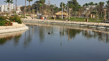 Ducks on the bank of the Nile river in Luxor, Egyptの写真素材
