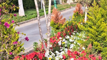 blur in south africa close up of the flower garden and treeの写真素材