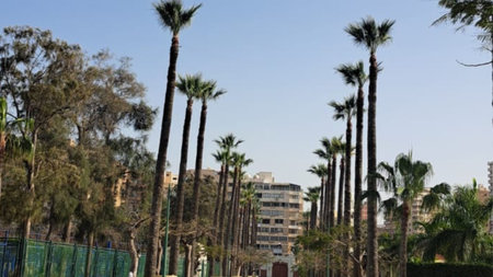 Palm trees in the city of Cairo in Egypt, Africa.の写真素材